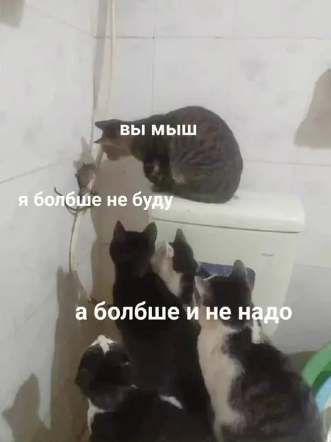 Кот больше не будет