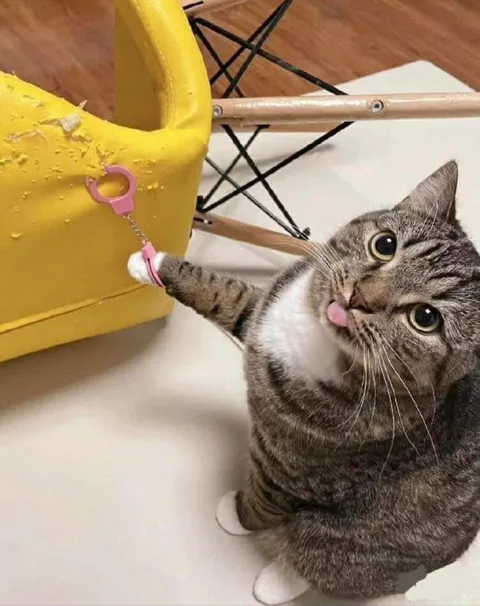 Кот с игрушечной ручкой
