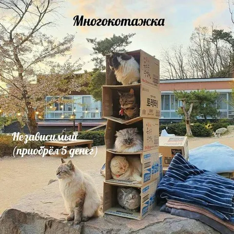 Многокотажка и независимый кот