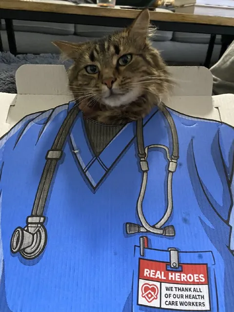 Cat Honoring Healthcare Workers