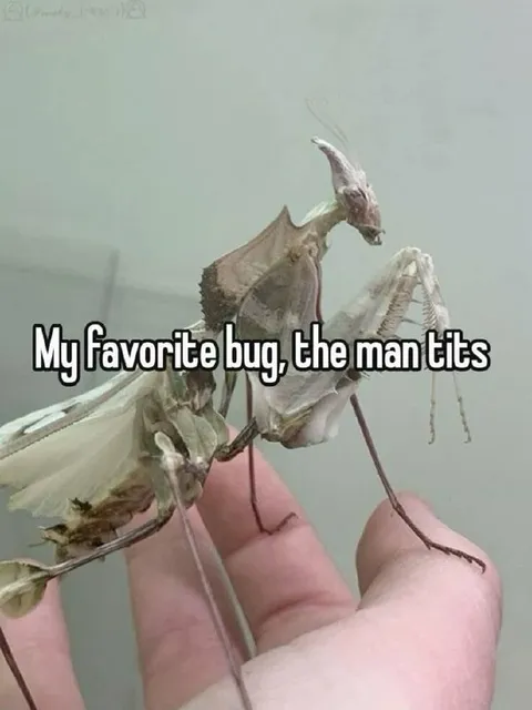 Favorite Bug Man Tites