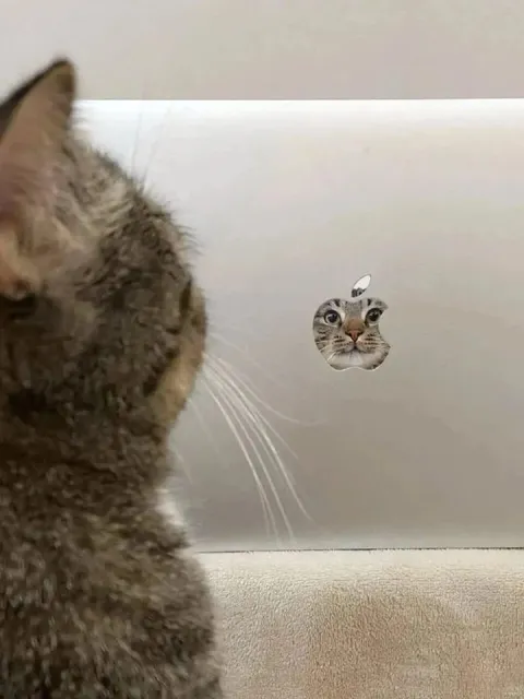 Кот смотрит на кота в ноутбуке