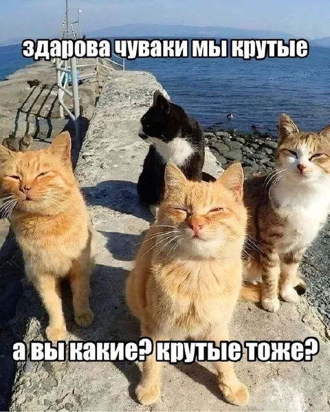 Крутые коты у моря