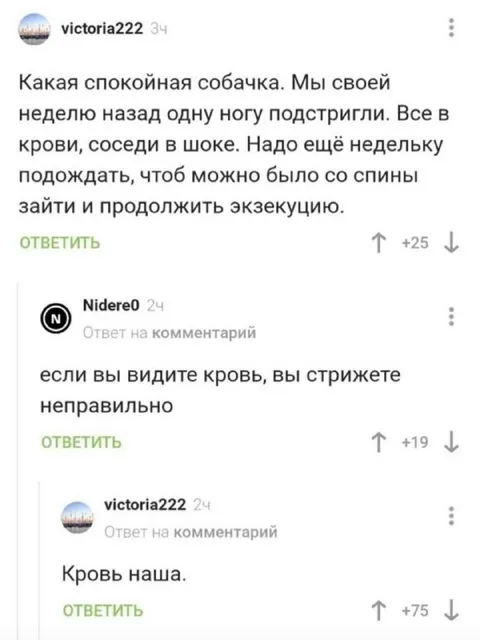 Спокойная собачка и кровь