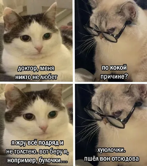 Кот жалуется на нелюбовь