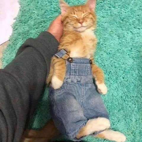 Котёнок в джинсовом комбинезоне