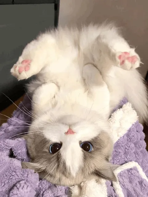 Перевёрнутый кот вверх лапами