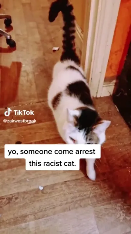 Racist Cat Reports Another Cat