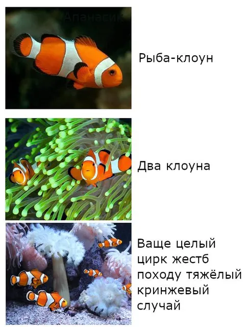 Клоуны захватили аквариум