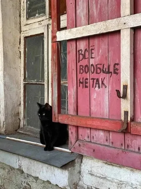 Чёрный кот у розовой двери