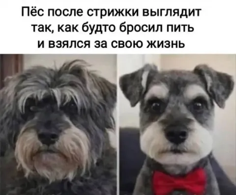 Пёс после стрижки бросил пить