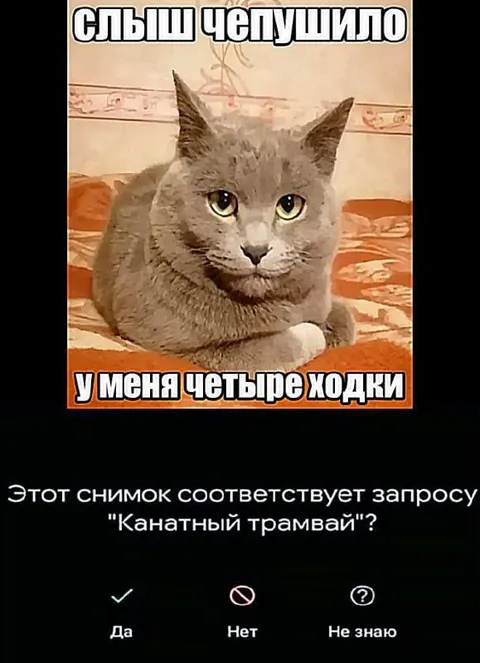 Кот с четырьмя ходками