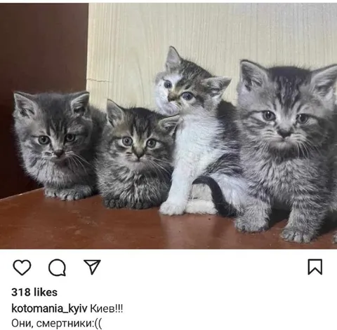 Котята-смертники
