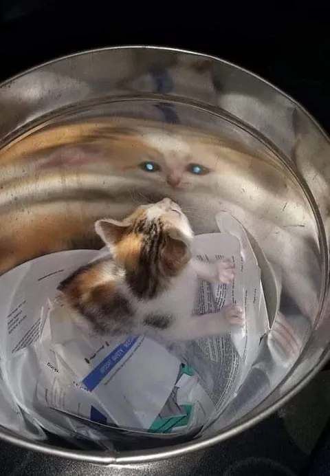 Кот в миске и отражение