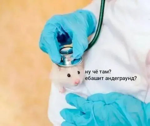 Мышь проверяет андерграунд