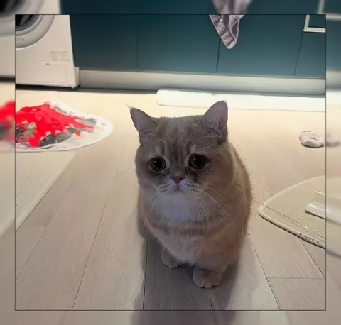 Круглоглазый кот на полу