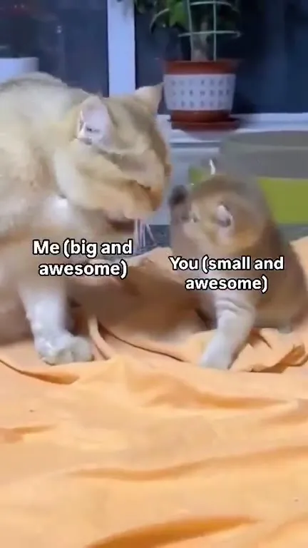Big Cat Meets Small Cat