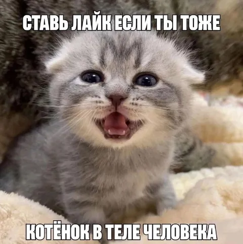 Котёнок в теле человека