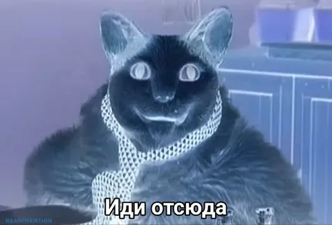 Иди отсюда кот