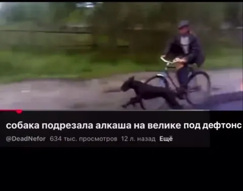 Собака подрезала алкаша на велике
