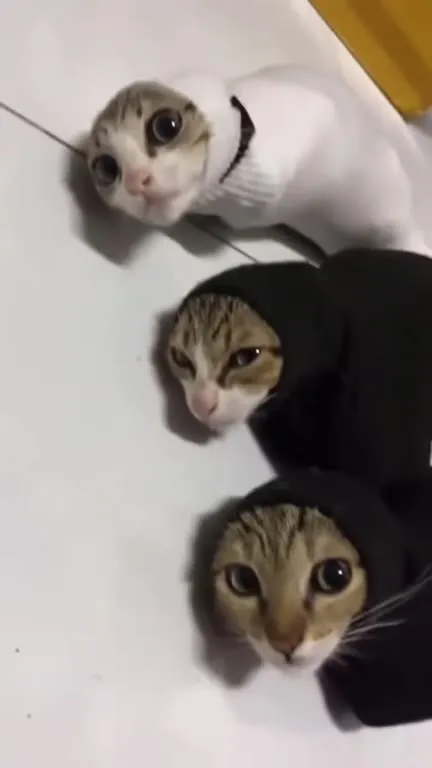 Три кота смотрят в камеру