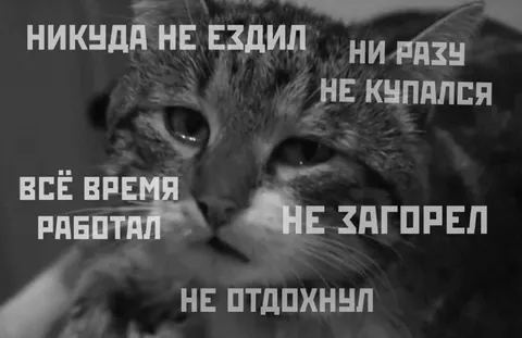 Кот не умеет отдыхать