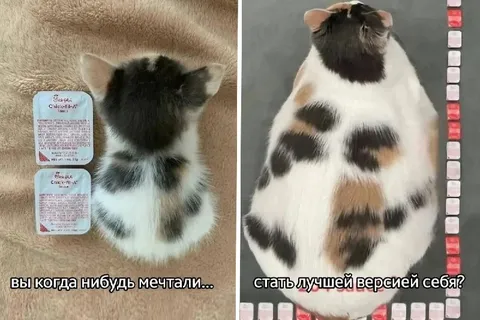 Лучшая версия кота