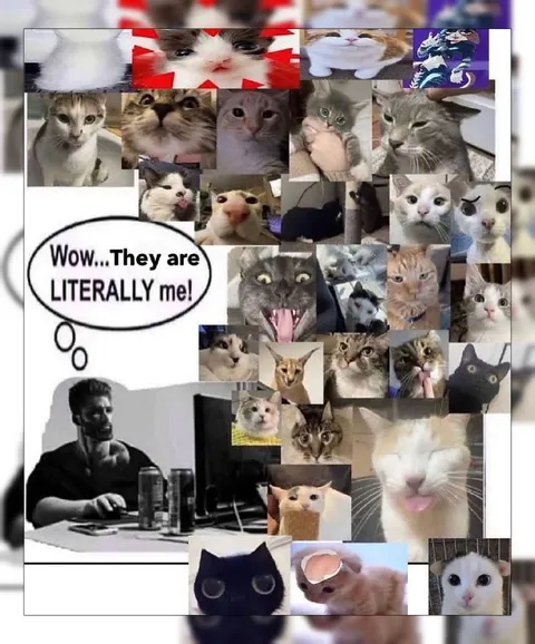 Cats Are Literally Me