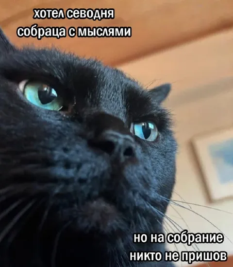 Собрание с мыслями кота