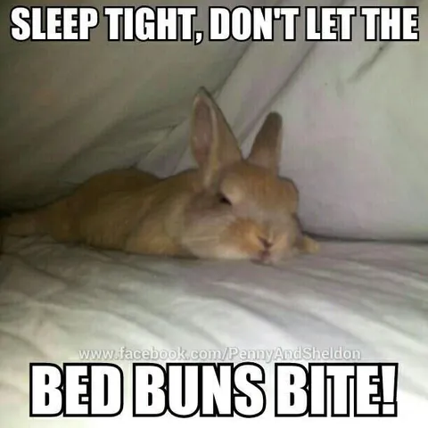 Rabbit Bed Bugs Bite Meme