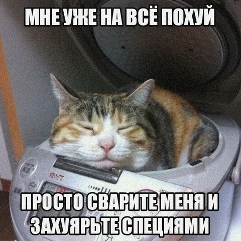Кот, которому всё равно