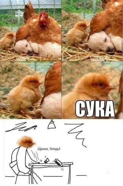 Цыплёнок говорит «сука»