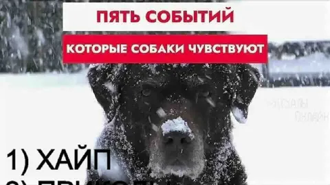 Пять событий, которые чувствуют собаки