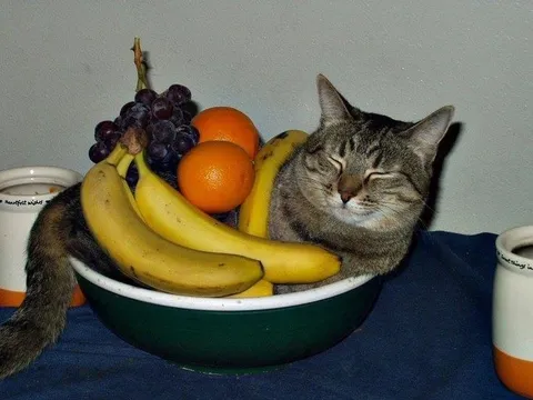 Кот в миске с фруктами