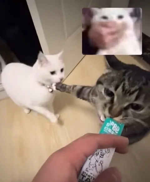 Cat Wants the Treat