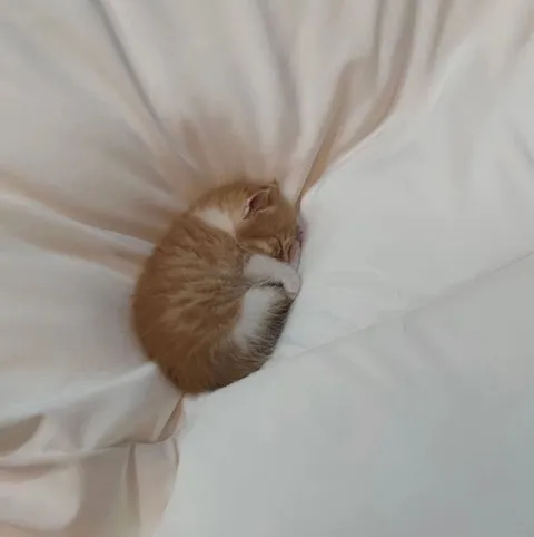 Котёнок свернулся клубочком
