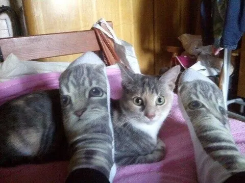 Котёнок среди кошек