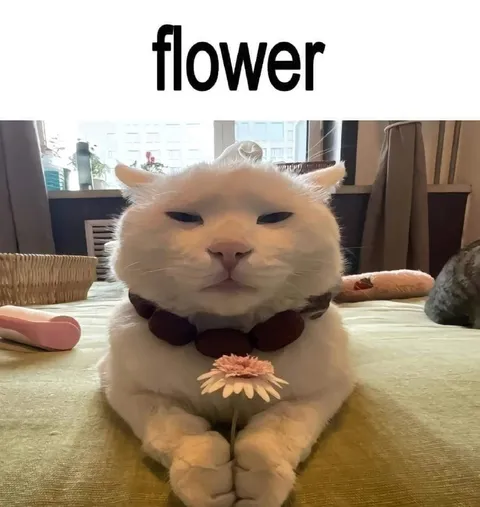 Serious Cat With a Flower