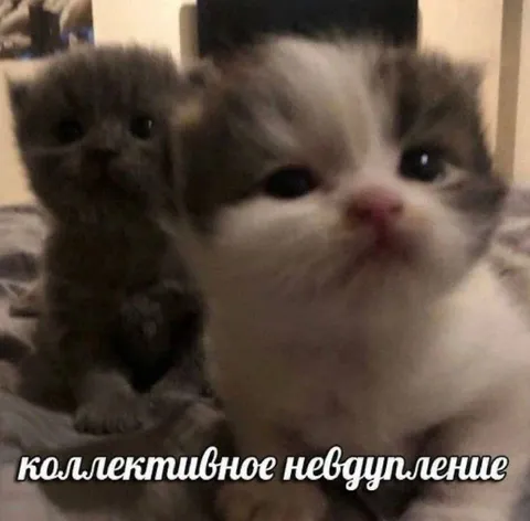 Коллективное невдупление котят