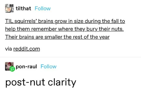 Post-Nut Clarity Squirrel Joke