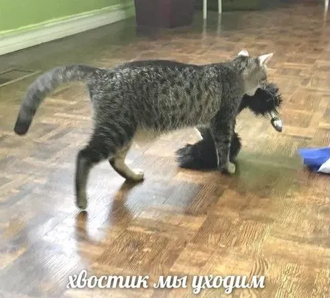 Хвостик, мы уходим