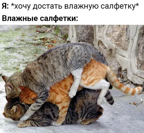 Влажные салфетки по-кошачьи