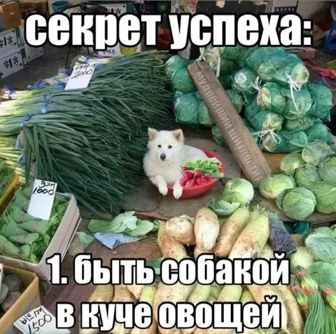 Секрет успеха — быть собакой