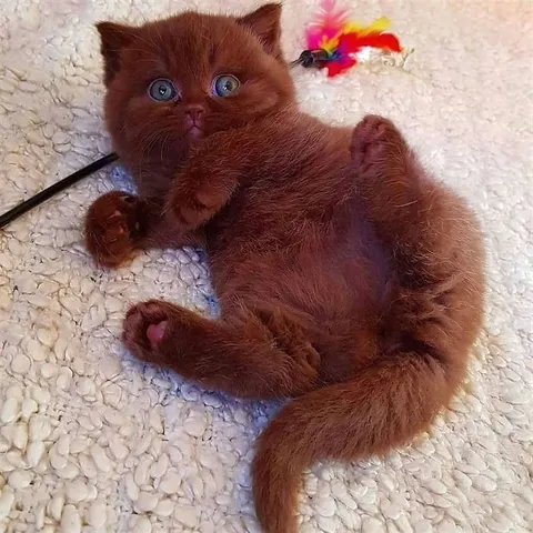 Милый котёнок на спине