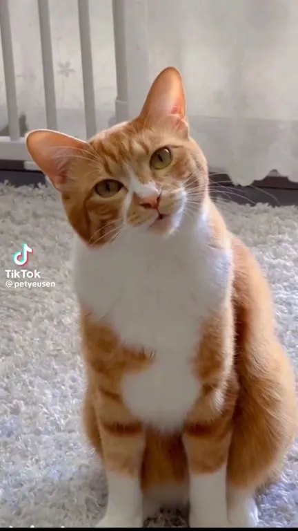 Кот наклоняет голову и мяукает
