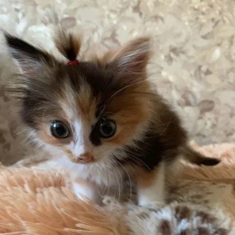 Милый котёнок с хвостиком