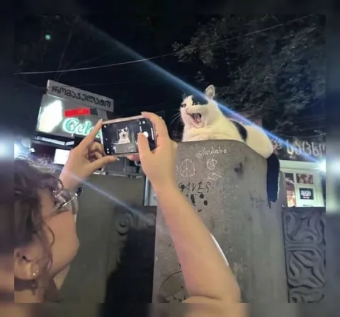 კატა ღამით ფოტოს იღებს