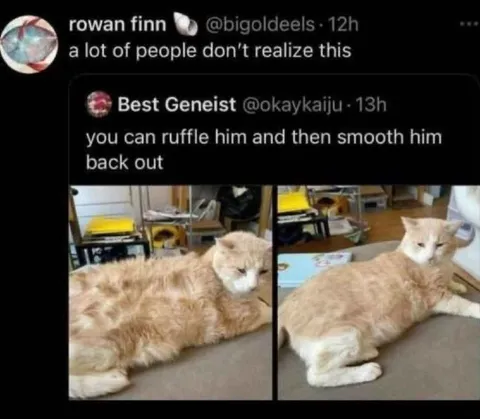 Ruffled Cat Smooths Back Out