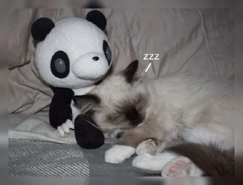 Sleeping Cat with Panda