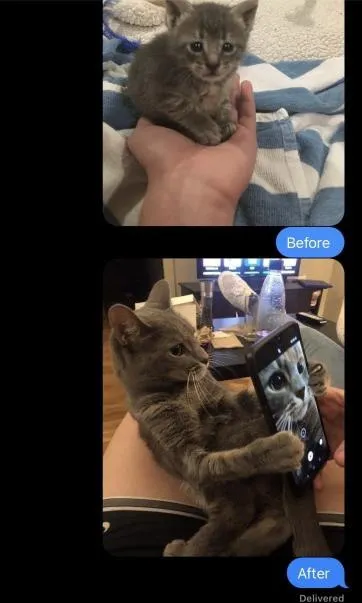 Before and After Cat Delivery